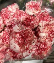 Red And White Variegated Carnations
