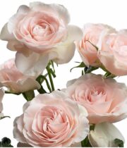 Blush Celestial Spray Roses
