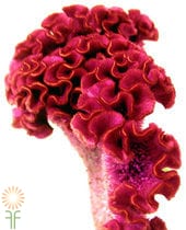 Pink Coxcomb Celosia