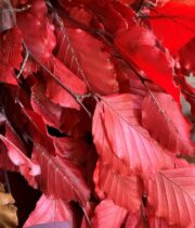 Dried Red Copper Beech