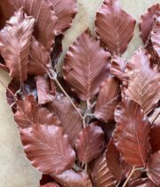 Dried Brown Copper Beech