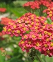 Red Cottage Yarrow