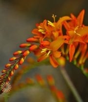 Orange Crocosmia Flower