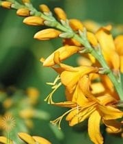 Yellow Crocosmia Flower