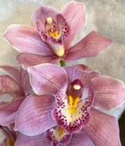 Pink Cymbidium Orchids, Large