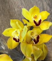 Yellow Cymbidium Orchids, Large