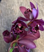 Burgundy Cymbidium Orchids, Mini