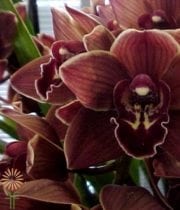Chocolate Cymbidium Orchids, Mini
