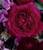 Red Darcey Garden Roses