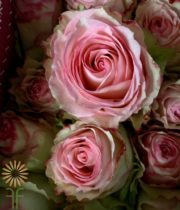 Pink And White Esperance Roses