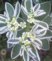 Snow On The Mountain Euphorbia