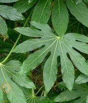Green Fatsia Leaves