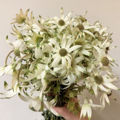 flannel flowers from Japan