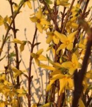 Yellow Flowering Forsythia Branches