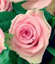 Pink Geraldine Roses