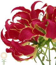Red Gloriosa Lily, Tall (import)