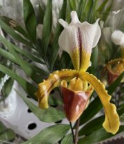 Green And White Lady Slipper Orchids