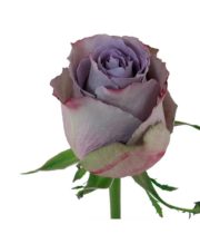Lavender Grey Knight Roses