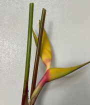 Yellow Upright Deluxe Heliconia