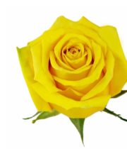 Yellow High&Exotic Roses