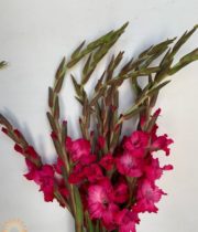Hot Pink Gladiolus