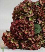 Green And Red Antique Hydrangeas