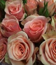Peach Ilse Spray Roses