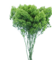Jade Green Trachelium