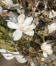 White Japanese Magnolia Branches