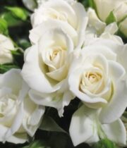 White Spray Roses