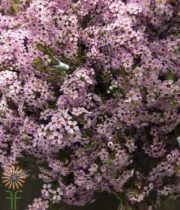 Lavender Waxflower