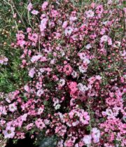 Pink Flowering Lepto