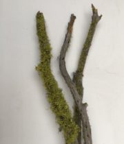 Green Lichen Branches