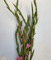 Light Pink Gladiolus