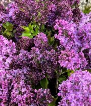 Purple Lilac (domestic)