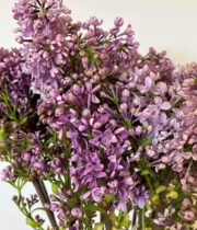 Lavender Dutch Lilac