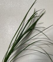 Green Lily Grass
