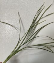 Variegated Lily Grass