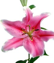 Light Pink Sorbonne Oriental Lily