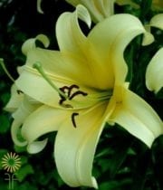 Yellow Yelloween Sonata Lily