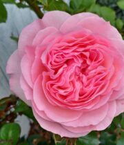 Pink Mariatheresia Garden Roses
