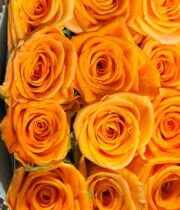 Orange Miracle Roses