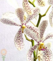 White Mokara Orchids
