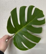 Monstera Leaves, Small