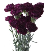 Plum/Black Moonvista Carnations