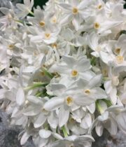 White Paperwhite Narcissus