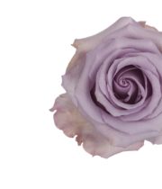 Lavender Ocean Song Roses