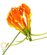Orange Gloriosa Lily, Short