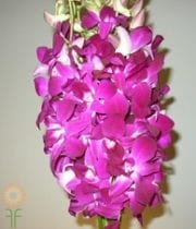 Purple Sabine Dendrobium Orchids