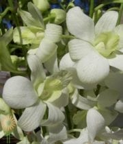White Dendrobium Orchids